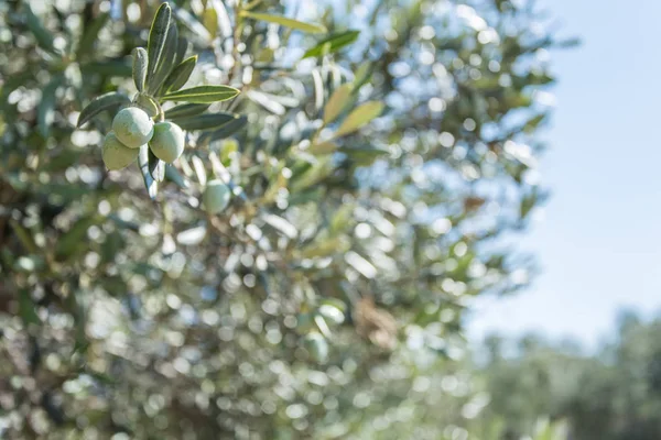Оливковий сад дерева . — стокове фото