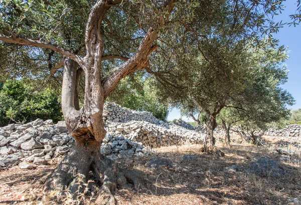 Zeytin ağaçları Bahçe. — Stok fotoğraf