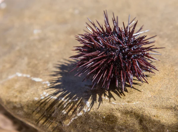 Urchin ที่ชายฝั่ง . — ภาพถ่ายสต็อก