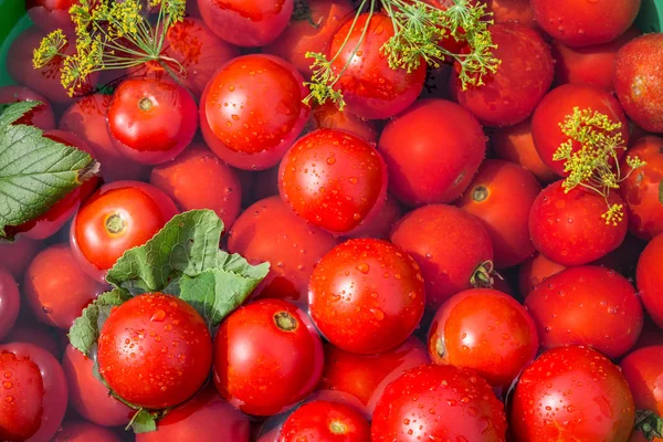 Tomates en escabeche con hierbas en el barril de madera . — Foto de Stock