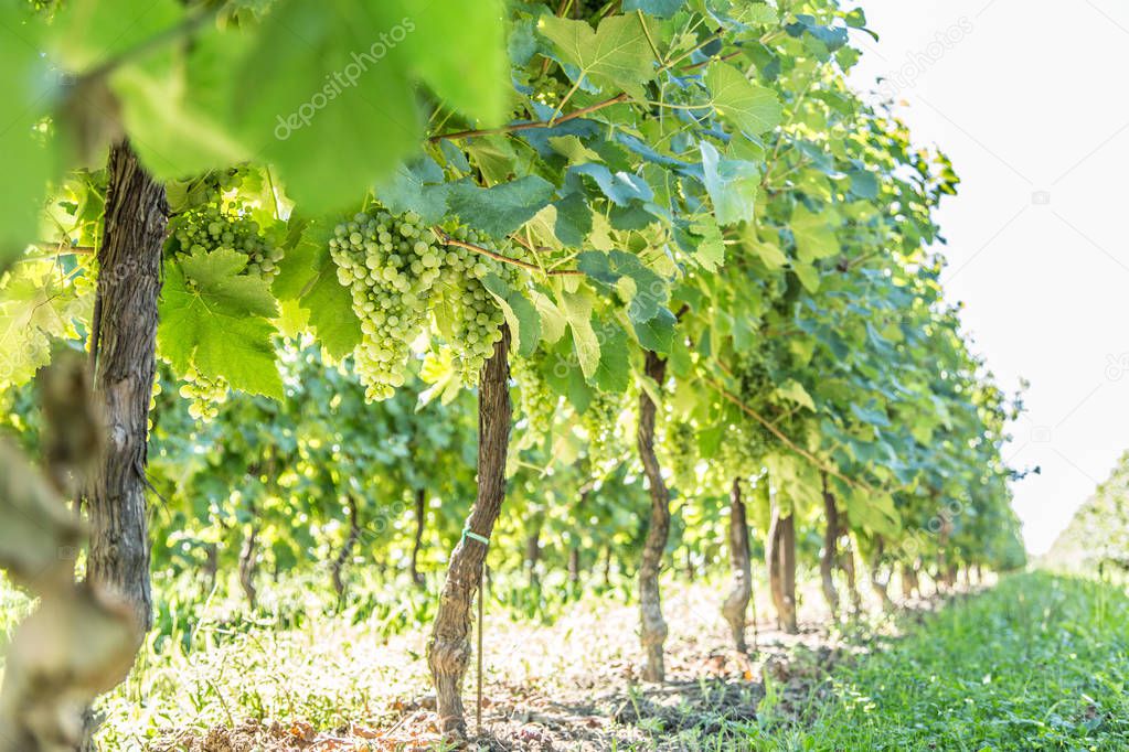 Vineyard at the sunny autumn day.