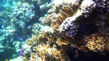 Kızıl Deniz balık çeşitli mercan kayalığı (cay). 4k video.