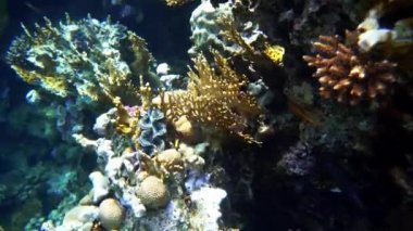 Kızıl Deniz balık çeşitli mercan kayalığı (cay). 4k video.