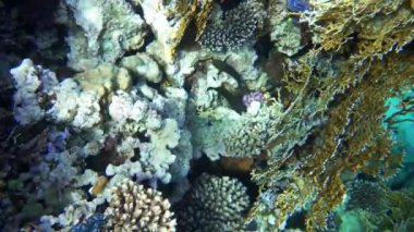 Kızıl Deniz balık çeşitli mercan kayalığı (cay). 4k video.