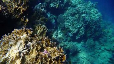 Kızıl Deniz balık çeşitli mercan kayalığı (cay). 4k video.