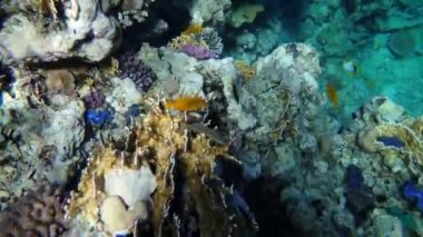 Kızıl Deniz balık çeşitli mercan kayalığı (cay). 4k video.