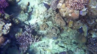 Kızıl Deniz balık çeşitli mercan kayalığı (cay). 4k video.