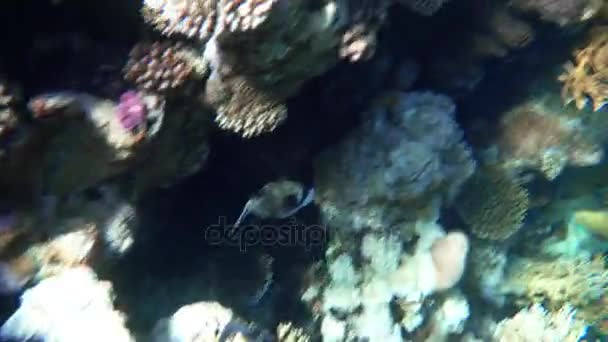 Korallenriff (cay) des Roten Meeres mit einer Vielzahl von Fischen. 4k-Video. — Stockvideo