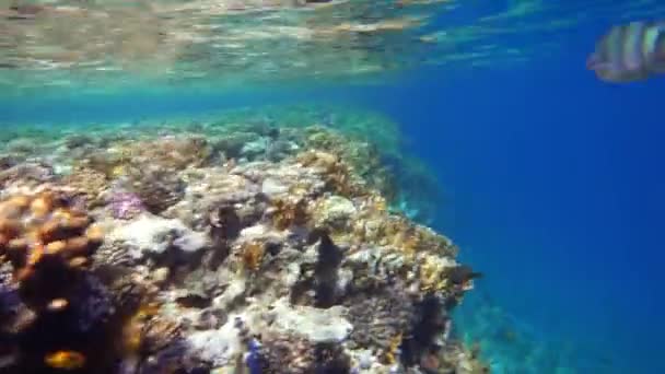 Korallrev (cay) i Rødehavet med et mangfold av fisk. 4K video . – stockvideo