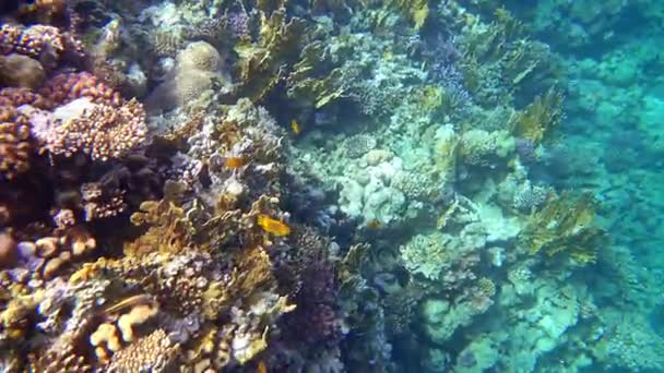 Arrecife de coral (cayo) del Mar Rojo con una variedad de peces. Vídeo 4K . — Vídeo de stock