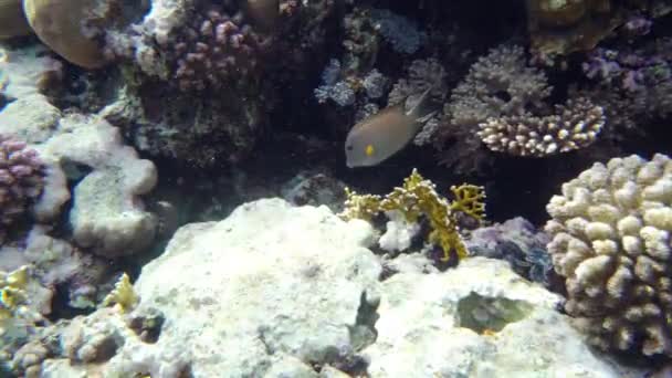 Korallrev (cay) av Röda havet med en mängd fisk. 4k-video. — Stockvideo