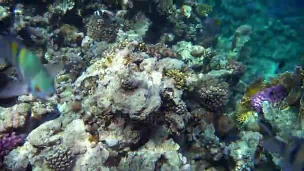 Kızıl Deniz balık çeşitli mercan kayalığı (cay). 4k video. — Stok video