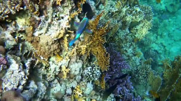 Arrecife de coral (cayo) del Mar Rojo con una variedad de peces. Vídeo 4K . — Vídeo de stock