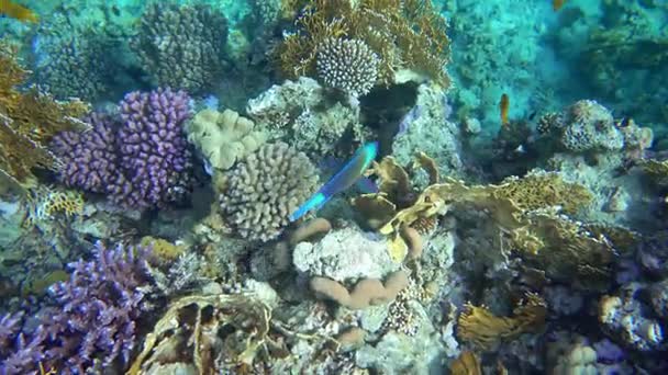 Arrecife de coral (cayo) del Mar Rojo con una variedad de peces. Vídeo 4K . — Vídeo de stock