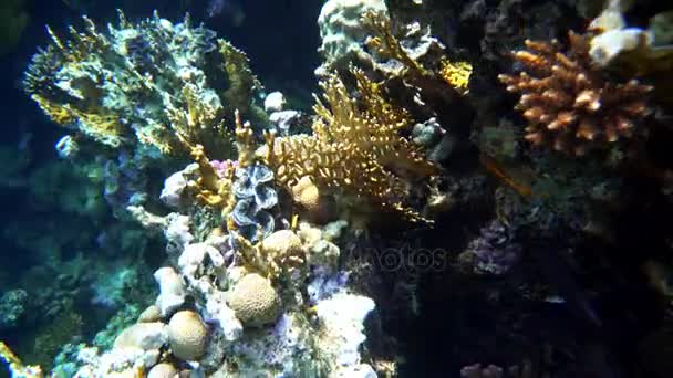 Barriera corallina (cay) del Mar Rosso con una varietà di pesci. Video 4K . — Video Stock