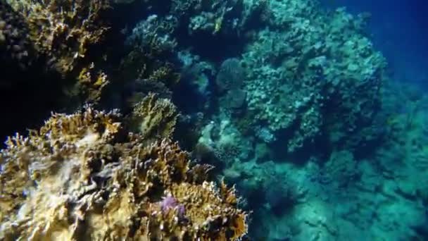 Recife de Coral (cay) do Mar Vermelho com uma variedade de peixes. Vídeo 4K . — Vídeo de Stock