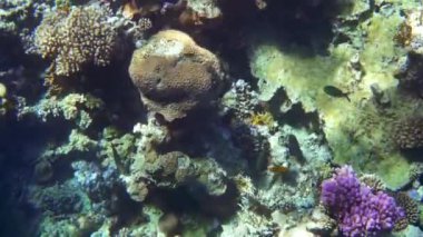 Kızıl Deniz balık çeşitli mercan kayalığı (cay). 4k video.