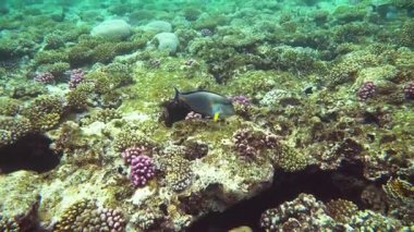 Kızıl Deniz balık çeşitli mercan kayalığı (cay). 4k video.