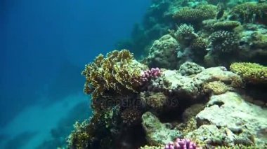Kızıl Deniz balık çeşitli mercan kayalığı (cay). 4k video.