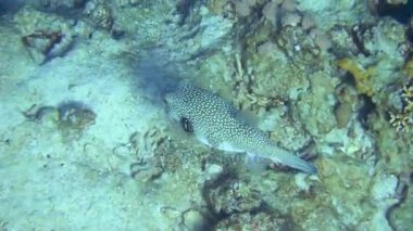 Kirpi balığı kızıl denizde yüzüyor.