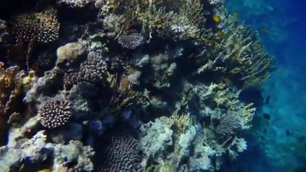 Recife de Coral (cay) do Mar Vermelho com uma variedade de peixes. Vídeo 4K . — Vídeo de Stock