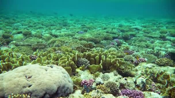 Coral reef (cay) van de rode zee met een scala aan vis. 4k video. — Stockvideo