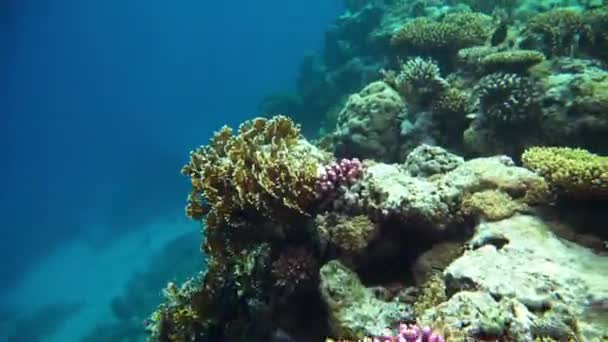 Récif corallien (cay) de la mer Rouge avec une variété de poissons. Vidéo 4K . — Video