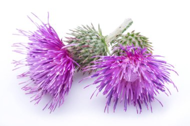 Milk thistle (Silybum) flowers isolated on the white background. clipart