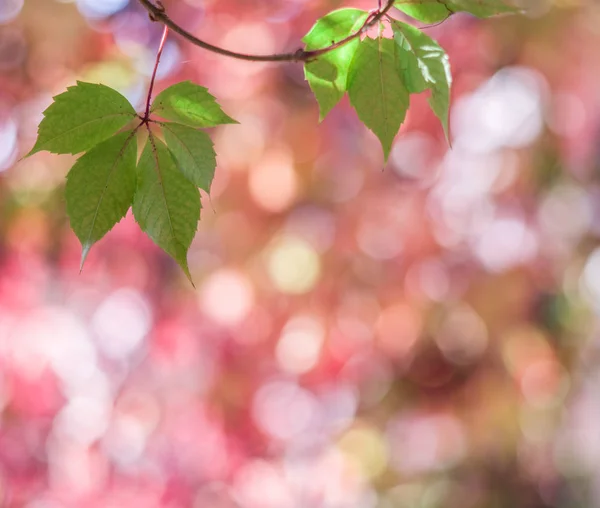 Verwischte rote Blätter. Hintergrund Natur. — Stockfoto