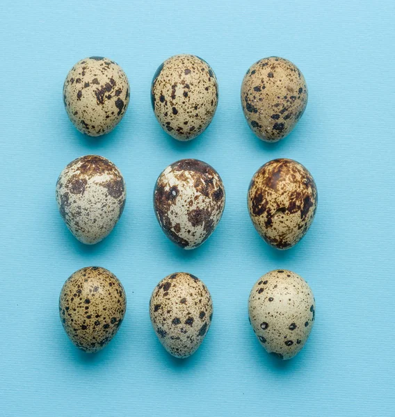 Colección de huevos de codorniz sobre fondo azul . — Foto de Stock