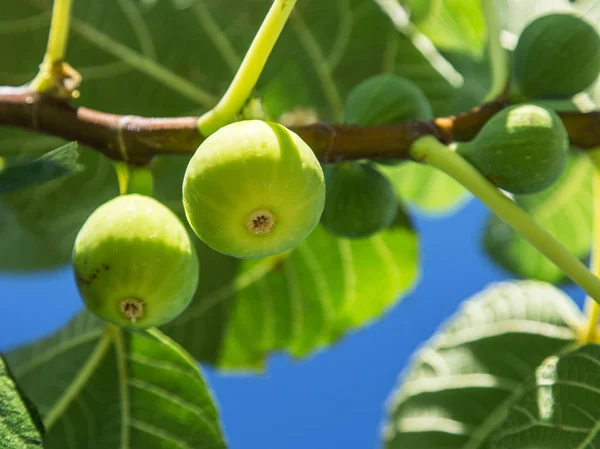 Спелые плоды инжира на дереве . — стоковое фото