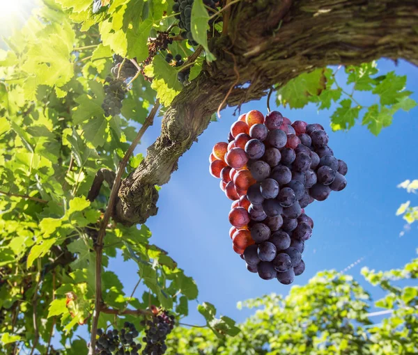 Winogrona do produkcji wina na winorośli. — Zdjęcie stockowe