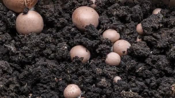 Pertumbuhan cepat jamur champignons kerajaan. Lembaran waktu 4K . — Stok Video