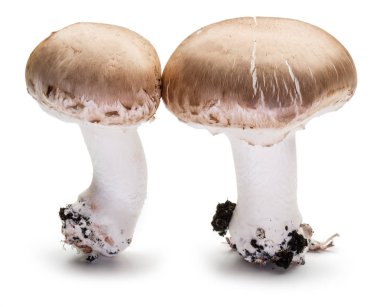 Beyaz arka plan üzerinde iki champignon mantar.
