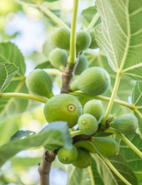Olgun incir meyve ağacı üzerinde.