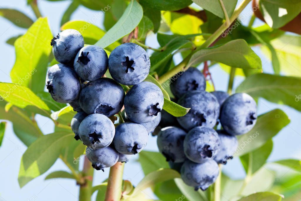 Ripe blueberry cluster on the shrub. — Stock Photo