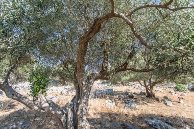 zeytin ağaçları Bahçe.