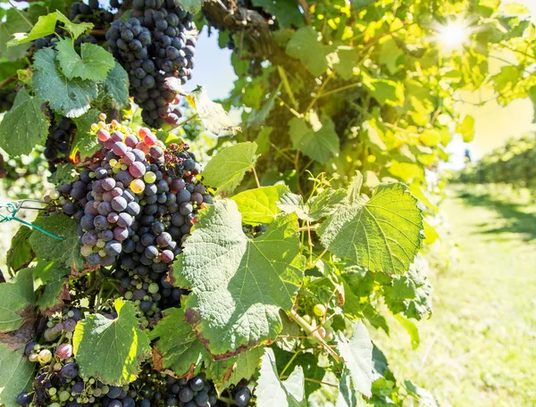 Uvas de vinho na videira. — Fotografia de Stock