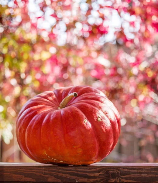 Kürbis und unscharfe rote Blätter auf dem Hintergrund. — Stockfoto