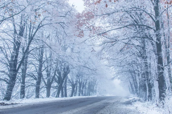 Verschneite Bäume am Wegesrand. Winterlandschaft. — Stockfoto