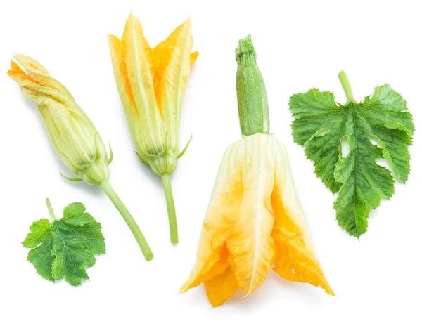 Zucchini flowers on a white background. — Stock Photo, Image