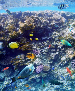 Colorful coral reef fishes of the Red Sea.  clipart