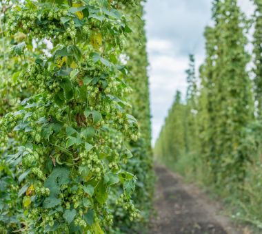 Atlama yard. Bitkiler özel desteklenen dizeleri tırmanma atlama sayısı veya 