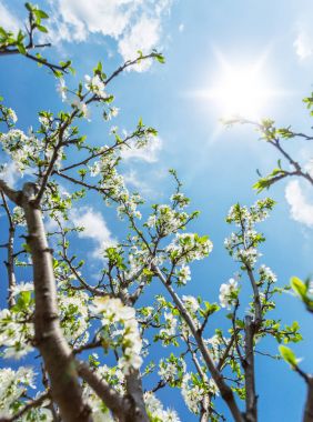 Erik ağacı çiçeği. Parlak bahar gökyüzü arka planda.