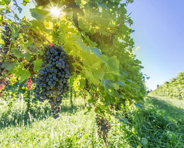 Uvas de vinho na videira. — Fotografia de Stock