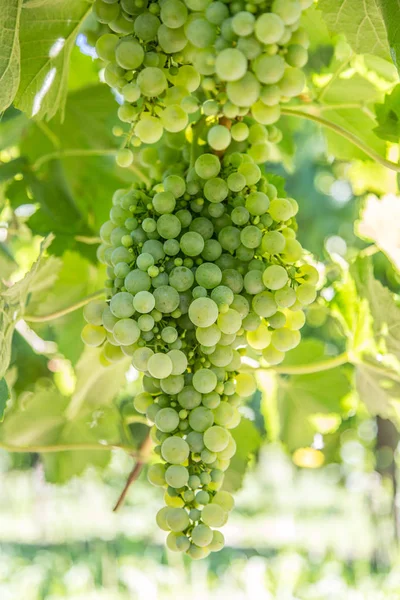 Uvas de vinho na videira. — Fotografia de Stock