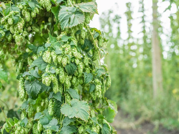 Hops yard. Hops plants climbing of special supported strings or