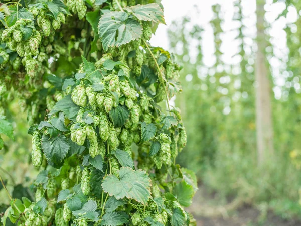 Hop werf. Hop planten klimmen van speciale ondersteunde tekenreeksen of — Stockfoto