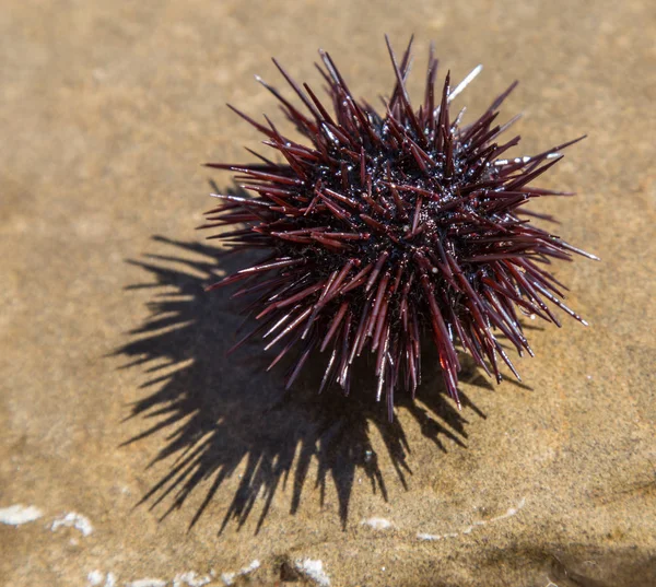 Az urchin on a partvonal. A nyugodt tenger a háttérben. — Stock Fotó