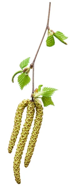 Spring birch buds isolated on a white. — Stock Image Spring birch buds isolated on a white. Stock Picture